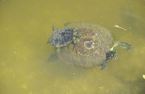 Villa Tortuga - Place to Relax - Photo 35