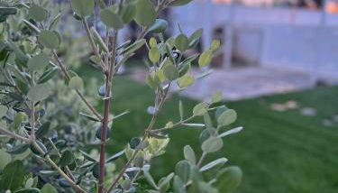 VILLA GIORGIA - Foto 5, Garden