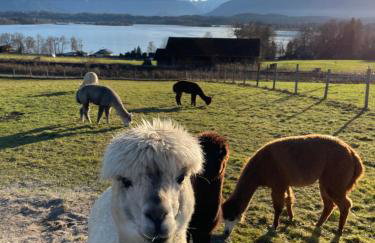 FÜNF ROSEN Boutique Apartment - Bio-Ferienwohnung am Staffelsee im Blauen Land - Foto 28