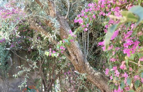 Villa Clarenza - Holiday House - Foto 41
