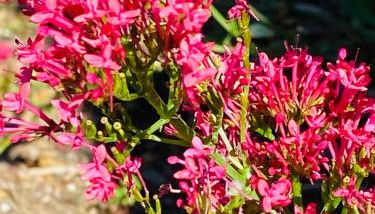 The Hill, Great Walsingham - Foto 5, Garden view
