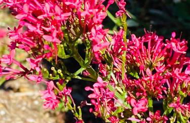 The Hill, Great Walsingham - Foto 5