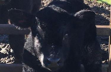 Secluded Farm Stay for a Perfect Oregon Glamping Experience - Foto 12