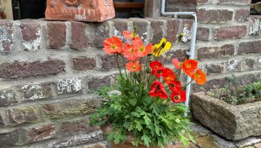 Doros Ferienoase - Foto 2