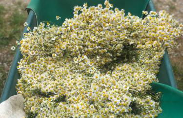 La Casella Antico Feudo di Campagna - Foto 97