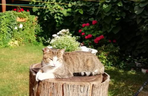 Ferienhof Schwäbe - Foto 20