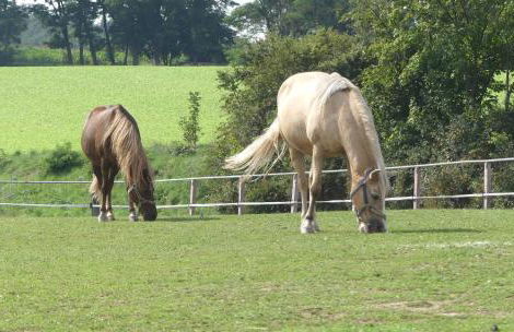 Bauernhof Nißl - Foto 56