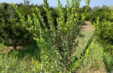 Hort de les Oronetes - Foto 7