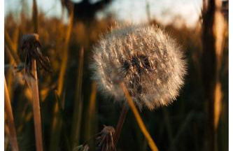 Serendipity - Foto 18