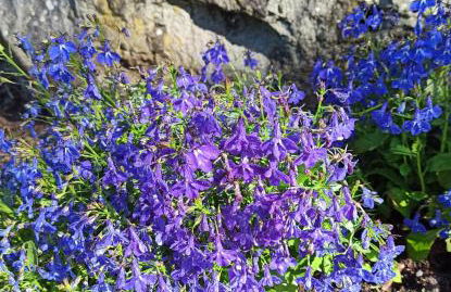 IL Bosco di Campo Marzano Sunlight - Foto 44