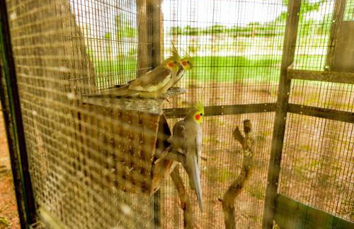 Quinta O Refúgio - Foto 13