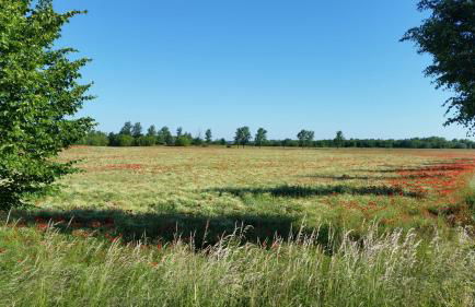 Gemütliche Zwei-Zimmer-Ferienwohnung "W1" in Zwenkau bei Leipzig im Neuseenland - Foto 39