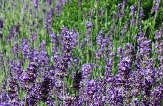 Villa Brodthage, App. 2 - Foto 50