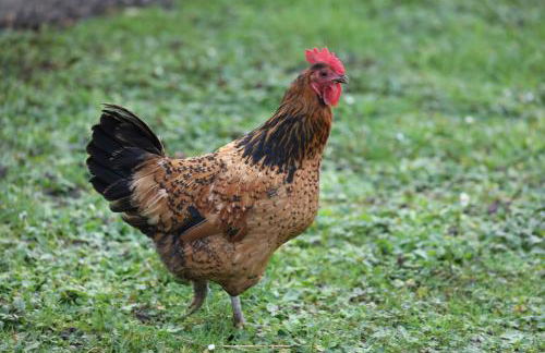 GITE MONTGOLFIÈRE 4 PERSONNES - Foto 21