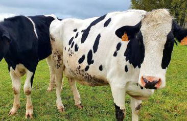 Maison Cosy Rénovée - Puy du Fou - Photo 21