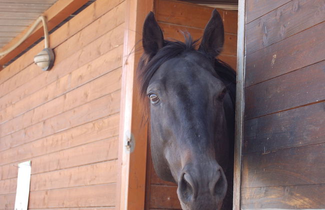 Il Giardino del sole - Foto 59