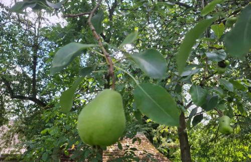 Agroturystyka Przy Rajskim Sadzie - Foto 31