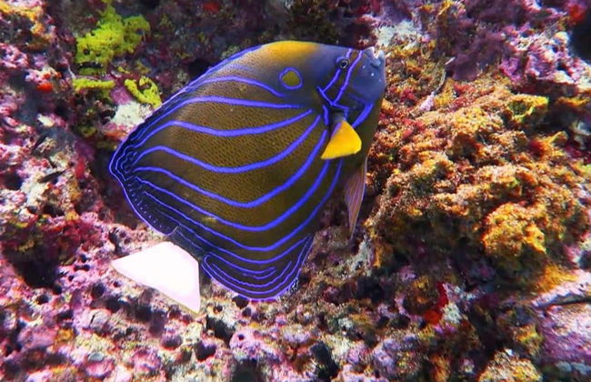 Koh Tao Beaches Tour - Foto 3