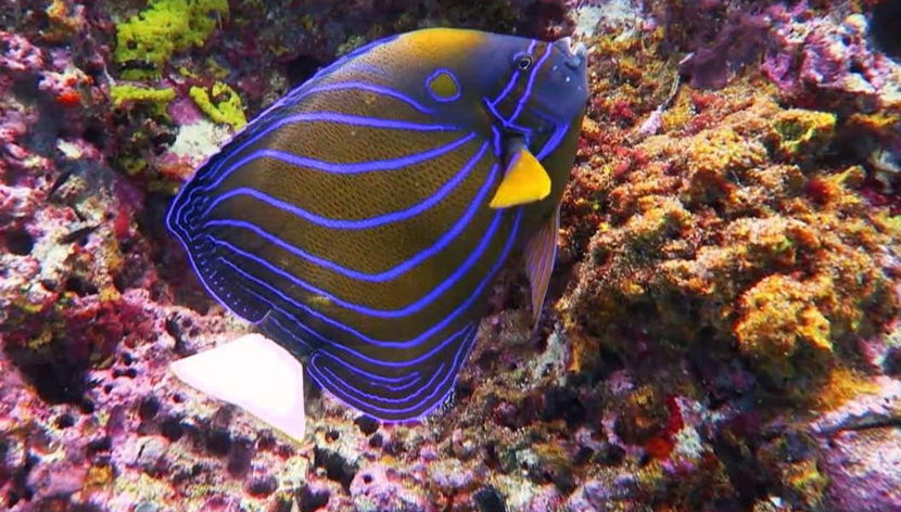 Koh Tao Beaches Tour - Foto 3