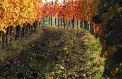 Casali del Picchio - Winery - Foto 2