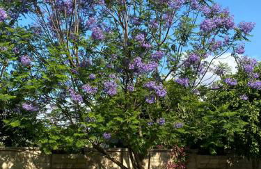 Nostrana Village Apartments - Foto 12