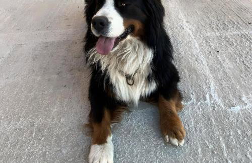 La casa di Noah - Foto 41