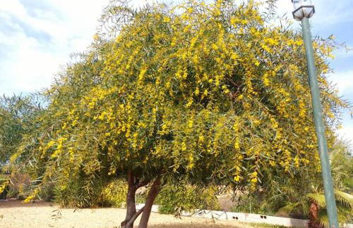 Andalusian farmhouse with barbecue, pool and wifi - Foto 1