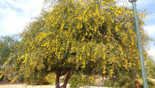 Andalusian farmhouse with barbecue, pool and wifi - Foto 1