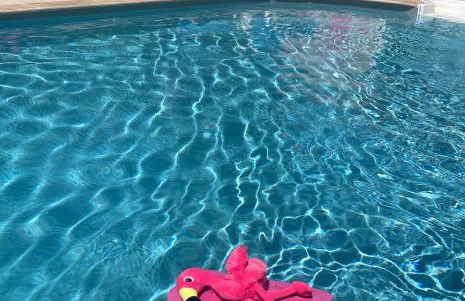 Les Bougainvillées de Camargue - Photo 57