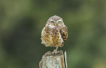 Chalé Recanto da Coruja - Photo 27