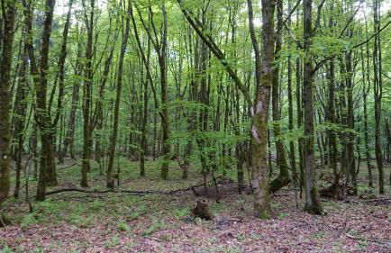 Haus Hasenmüller - Foto 12