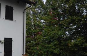 Casa Ramonda - Foto 18