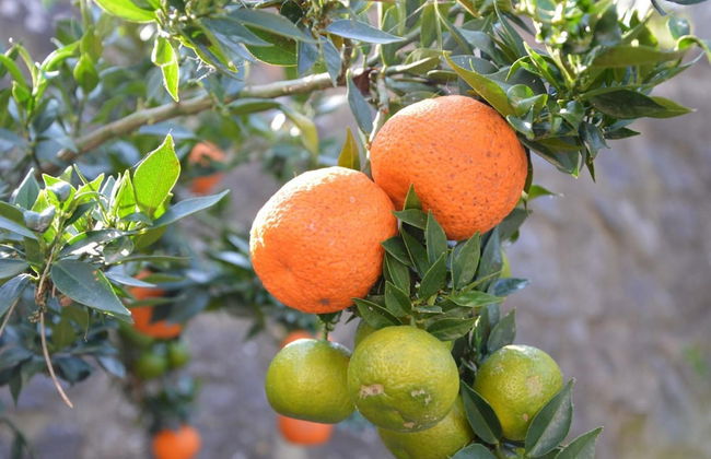 Agriturismo Tenuta Buon Respiro - Foto 29