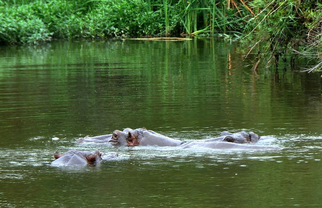 Kruger Park Lodge Unit No. 267 - Photo 36