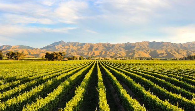 Tour privado de día completo por Cape Winelands - En inglés - Foto 2