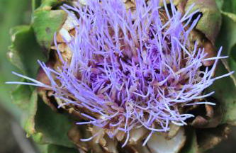 Dromore House Historic Country house - Foto 45