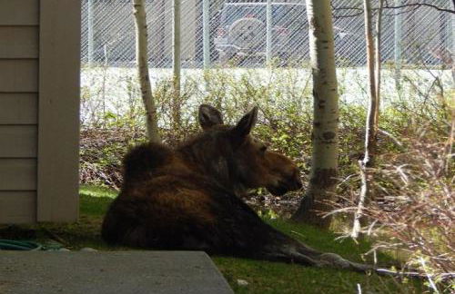 5123 Foxtail - Foto 25