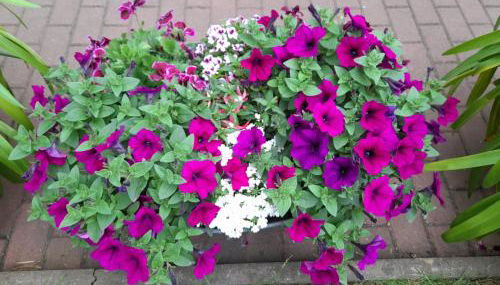 Haus zur Sonne - Foto 5