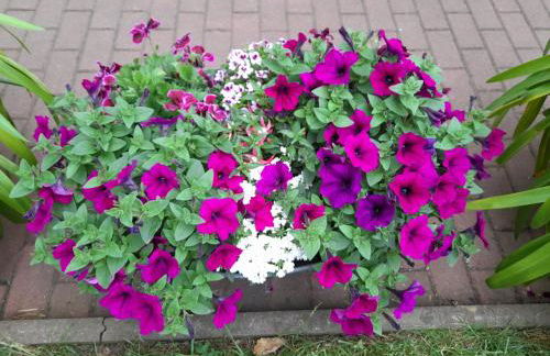 Haus zur Sonne - Foto 5