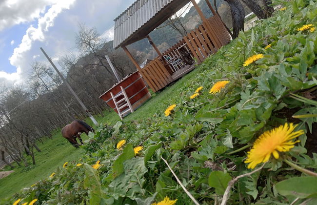 Room in Guest Room - Cozy Rural Retreat in Roşia Montana - Photo 50