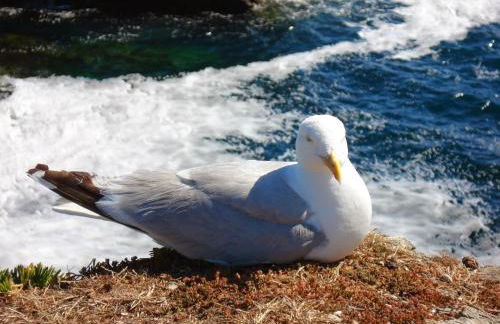 DOMITYS LES SALINES - Foto 7