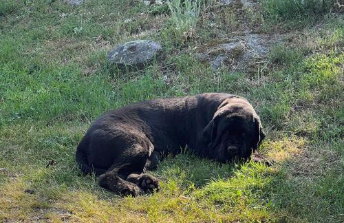 Lac de Vassivière Petite maison à proximité - Foto 7