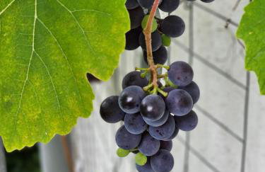 Donau Apartment - Foto 18