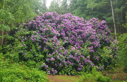 Ferienhaus Corinna Bisping - Foto 15