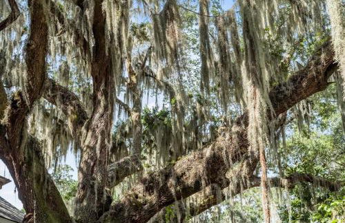 Oystershell Cottage - Foto 12