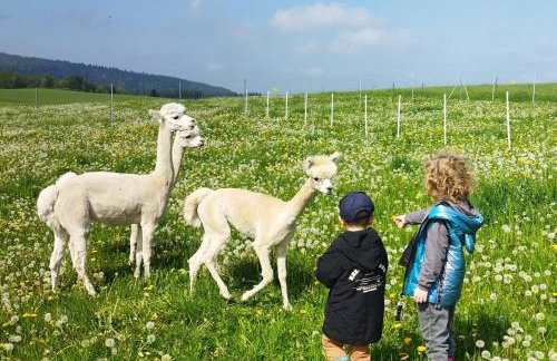 Pastelova Krova - domki w Bieszczadach - Foto 64