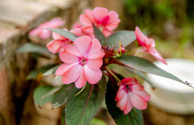 Hotel Cantinho Das Flores - Photo 46