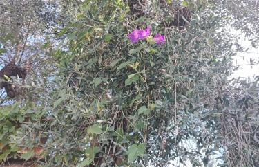 Agriturismo la Canonica - Foto 2