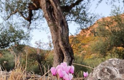 A small paradise in Mani with local hospitality - Photo 7