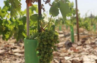 Herdade do Serra - Foto 11